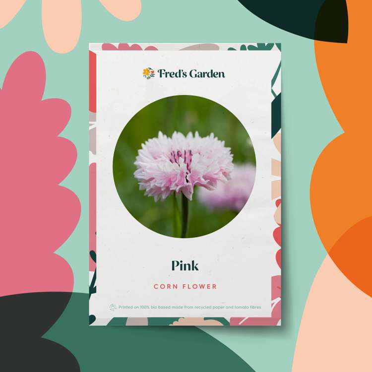 Kornblomma 'Pink' (frö)